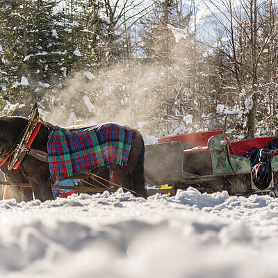 Pferdeschlittenfahrten