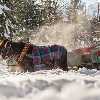Pferdeschlittenfahrten