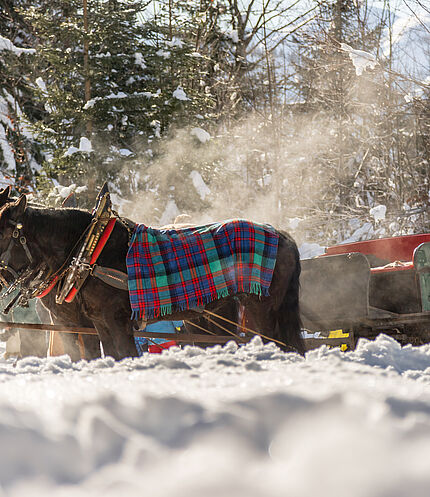 Pferdeschlittenfahrten