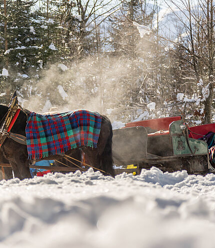 Pferdeschlittenfahrten