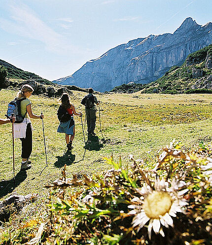 Hiker and silver thistle, ©Alpbachtal Seenland Tourismus / Berger Bernhard