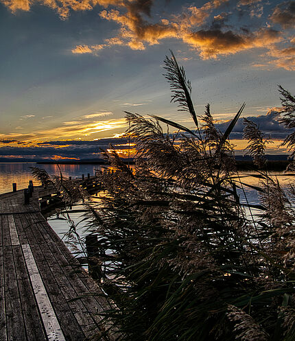 Herbst Neusiedlersee