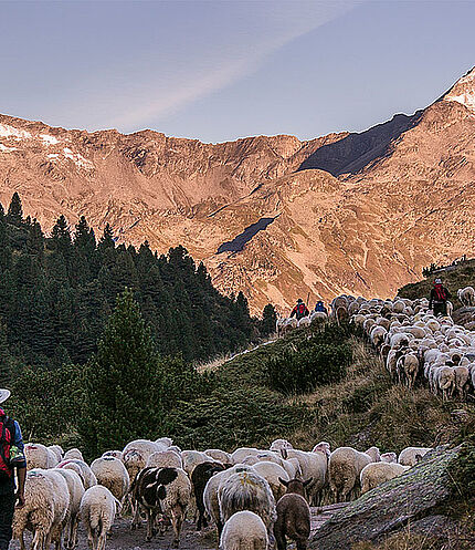 Almabtrieb sheep, (c) archive tourism association Tux-Finkenberg