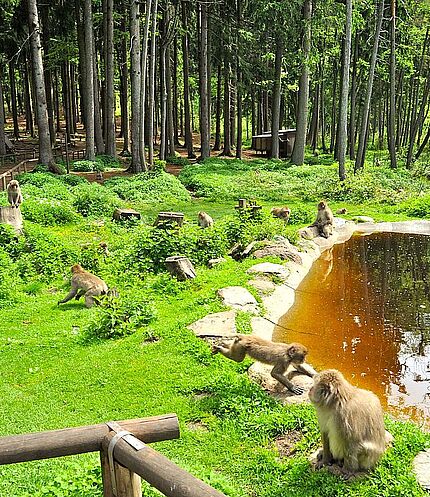 Japanmakaken am Teich, (c) Affenberg Landskron