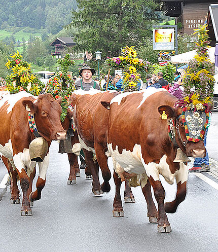 Almabtrieb © Tourism Association Bruck-Fusch