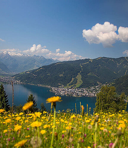 Alpine flowers on the Mitterberg, (c) Zell am See-Kaprun Tourism/Faistauer Photography