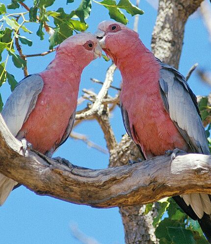 Rosakakadu, (c) www.vogelpark.at
